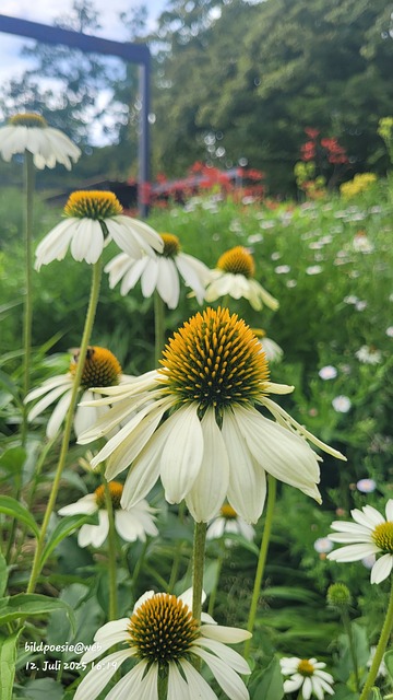 Free Summer Nature photo and picture