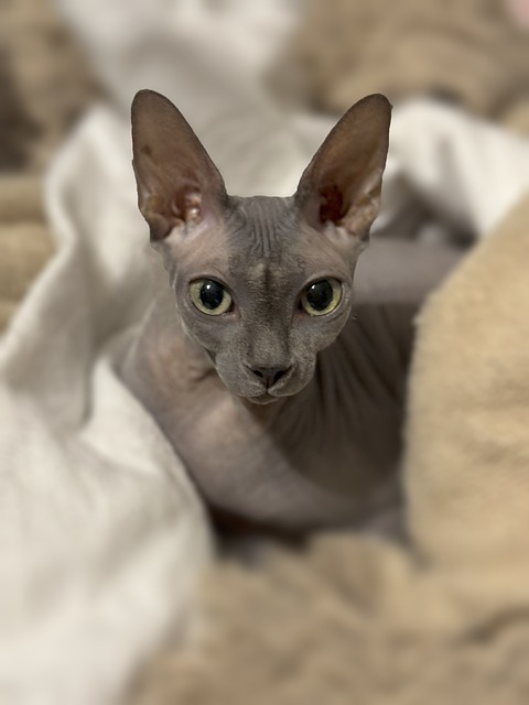 Free Cat Kitten photo and picture