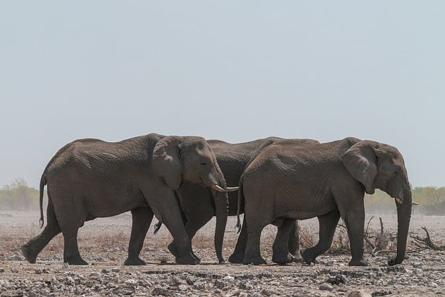 elephant, large, trunk, africa, namibia, herd, wind, dust, etosha, sandy, nature