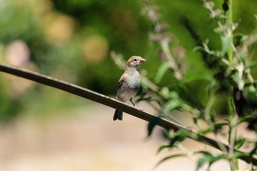 Free Sparrow Bird photo and picture