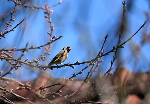 Free Stieglitz Nature photo and picture