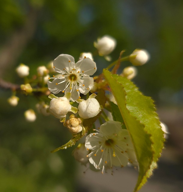 Blume, Natur, Sommer, Blatt, Verwischen
