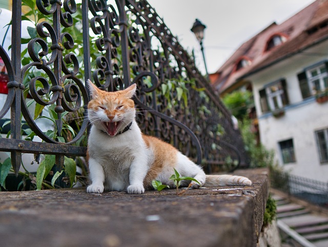 Free Animal The Cat photo and picture