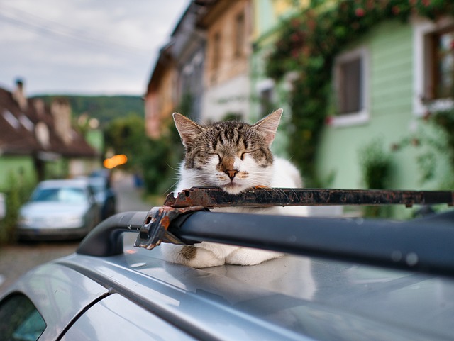 Free Animal The Cat photo and picture