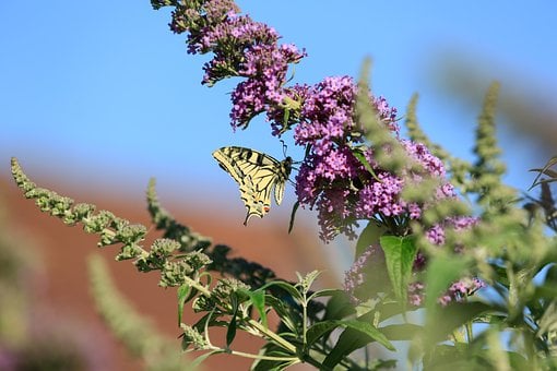 Free Butterfly Nature photo and picture