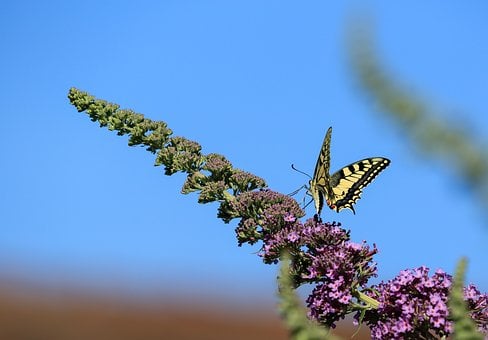 Free Butterfly Nature photo and picture