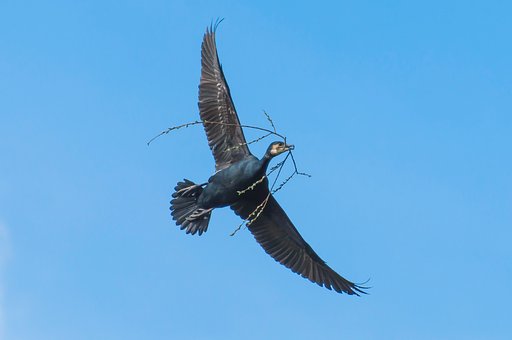 Free Cormorant Bird photo and picture