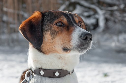 Free Dog Romania photo and picture