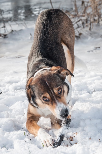 Free Dog Romania photo and picture