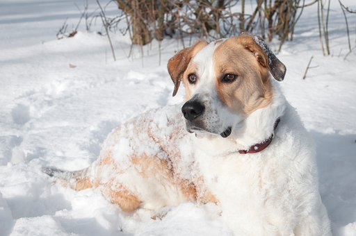 Free Dog Romania photo and picture