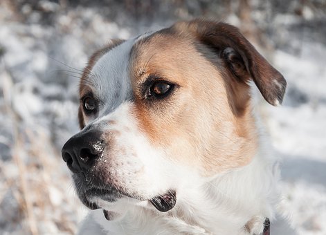 Free Dog Romania photo and picture