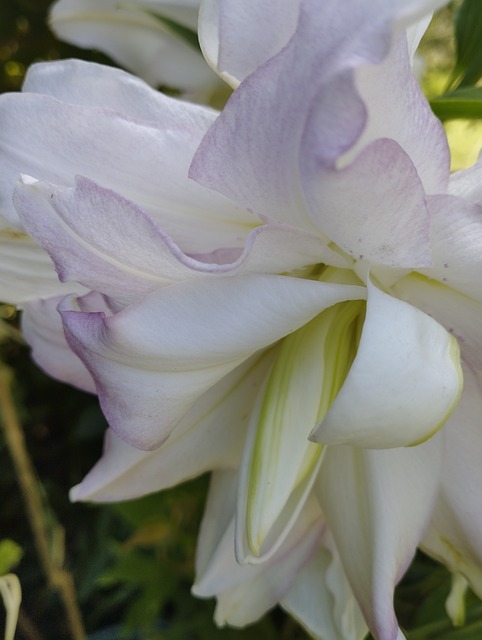 Dobbelt Fleur-De-Lis, Lilje, Blomstring