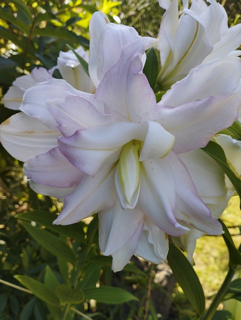 Lilje, Blomstrende Lilje, Blomstring