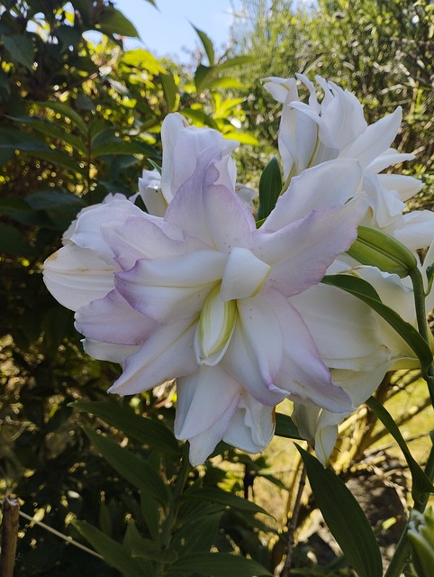 Liljeblomst, Lilje, Blomstring, Blomst
