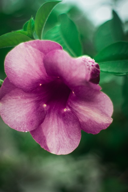 Bloem, Natuur, Bloom, Plantaardige