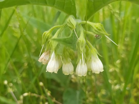 Free Comfrey Real Comfrey photo and picture