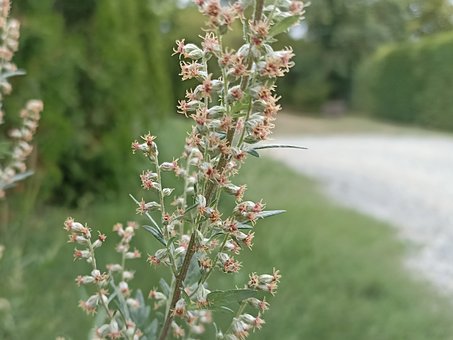 Free Mugwort Blossom photo and picture