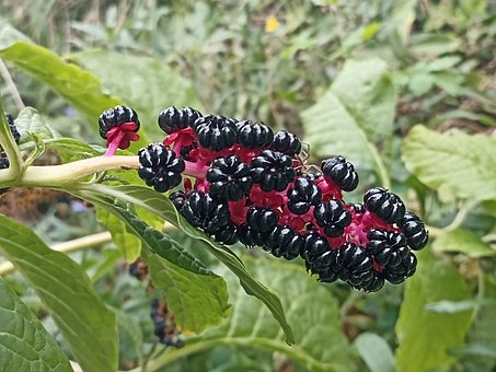 Free Pokeweed Nature photo and picture