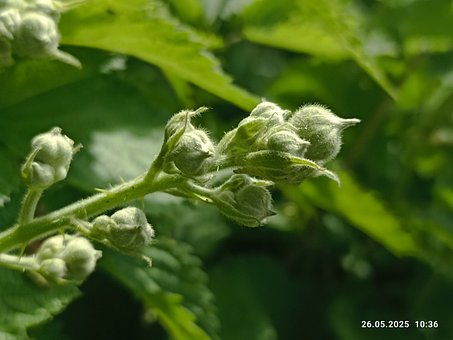 Free Mediterranean Blackberry Blackberry photo and picture