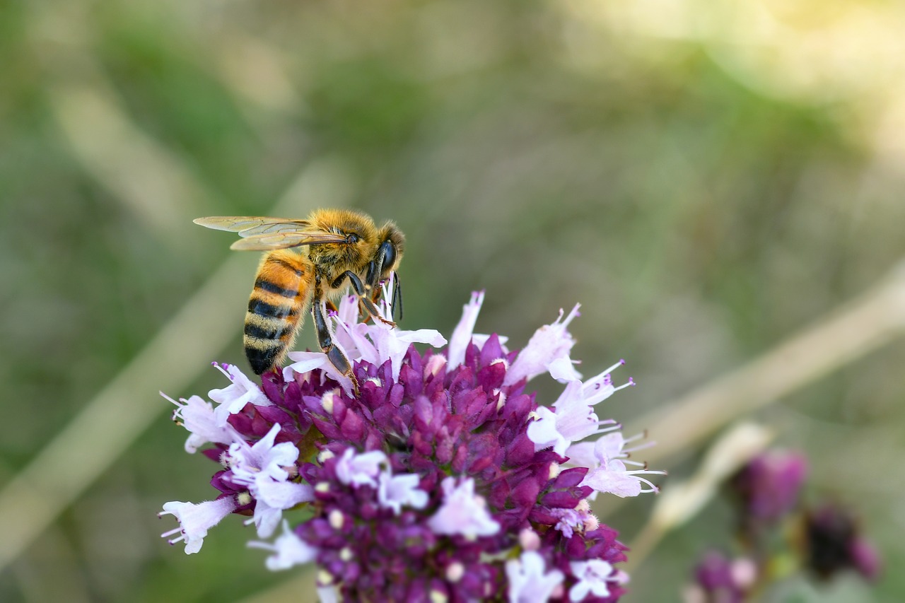 Bee Insect Pollination - Free photo on Pixabay