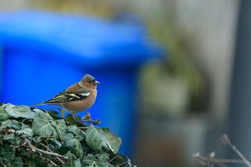 Free Chaffinch Bird photo and picture
