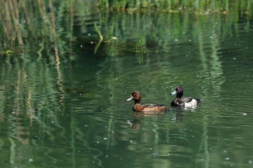 Free Plesshuhn Water Bird photo and picture