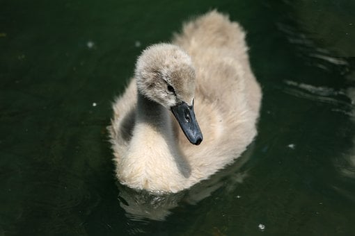 Free Swan Bird photo and picture