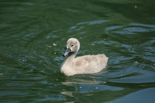Free Swan Bird photo and picture