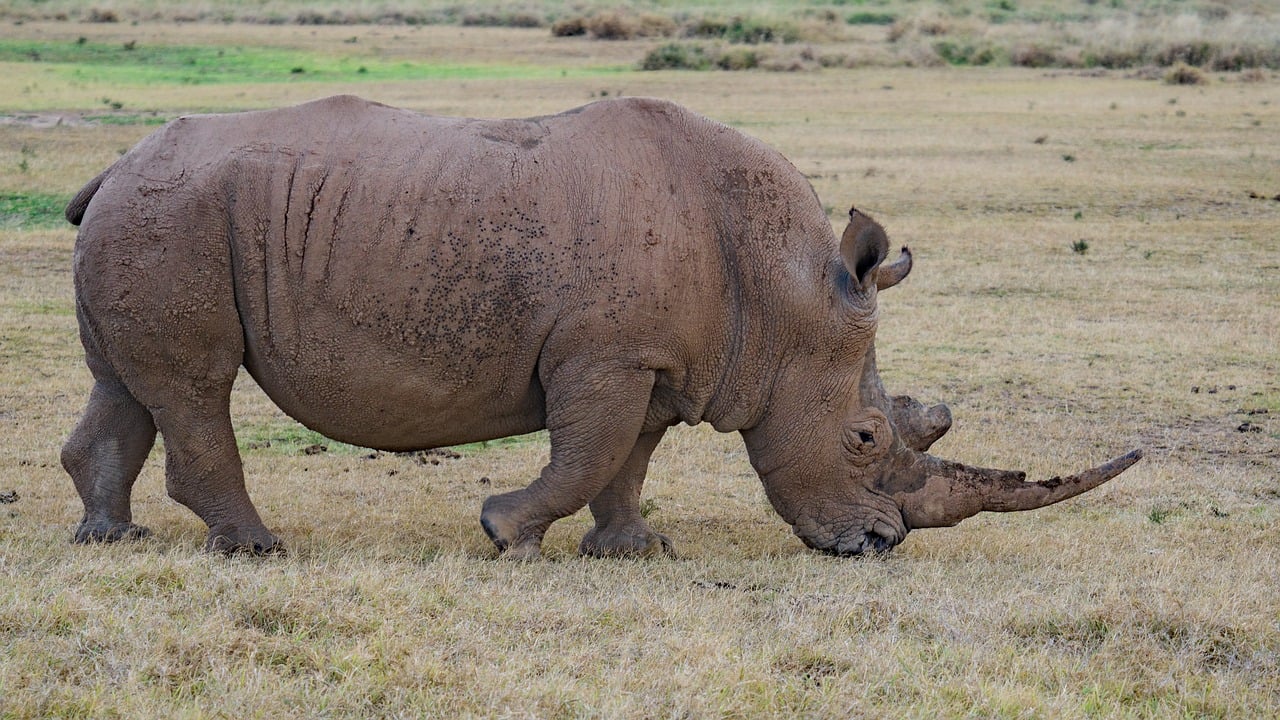 Rhino Africa Safari - Free photo on Pixabay