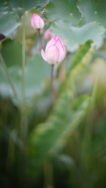 Free Lotus Nature photo and picture