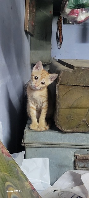 Bebé, Niño, Naturaleza, Gato, Mascota