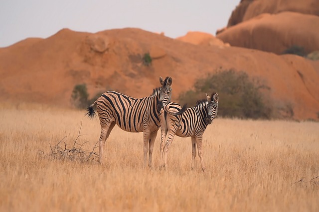 Afrika, Tiere, Wiese, Landschaft, Natur