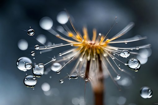 Free Cool Vibes Dendelion illustration and picture