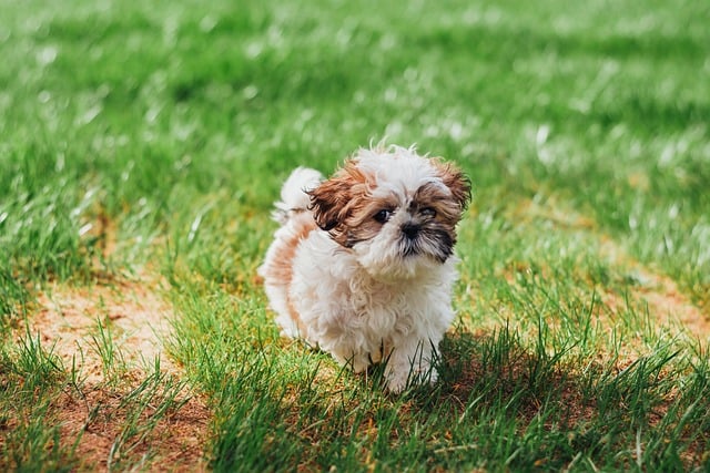 Hund, Shih Tzu, Tier, Psi, Hündchen