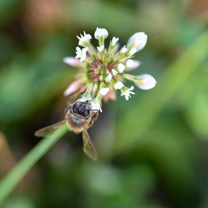 Foxbee Insect Bee Insect Pollination - Free photo on Pixabay
