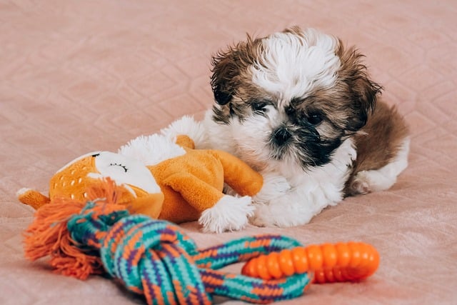 Shih Tzu, Tier, Hund, Natur, Hündchen