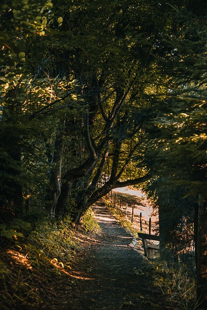 Gasse, Bäume, Weg, Wald, Ruhe, Sonne