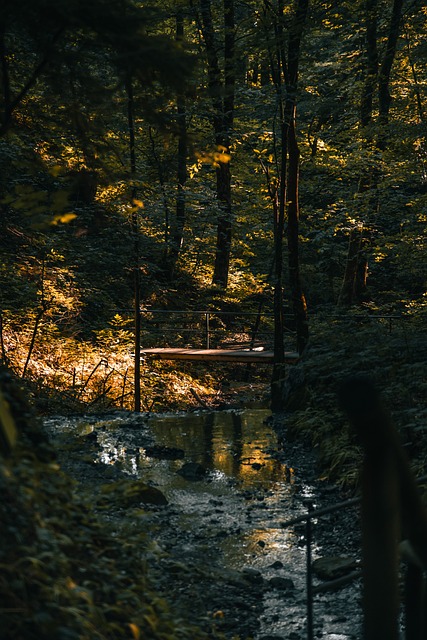 Brücke, Wald, Fluss, Wasser, Senke
