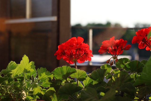 Naturaleza, Flores, Balcón, Casa
