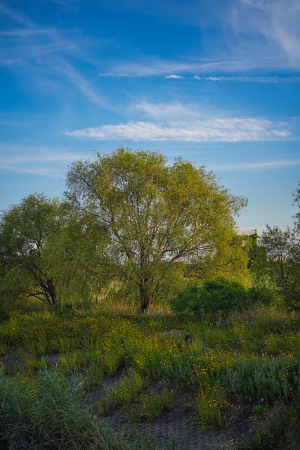 Himmel, Garten, Himmelsgarten, Park