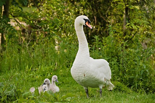 Free Swan Bird photo and picture