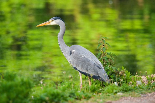 Free Nature Bird photo and picture