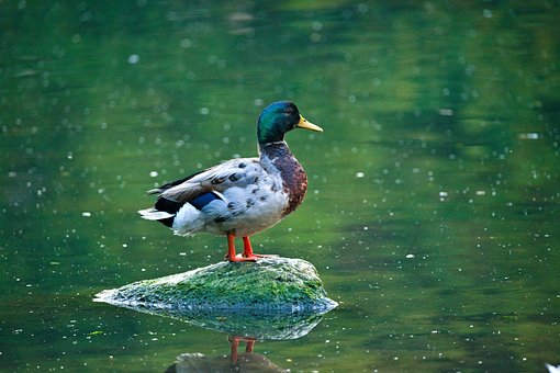 Free River Duck photo and picture