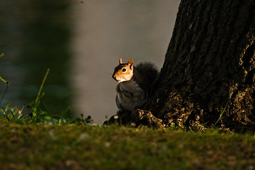 Free Squirrel Nature photo and picture