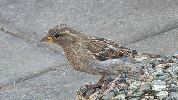 Vogel, Sommer, Natur, Feder