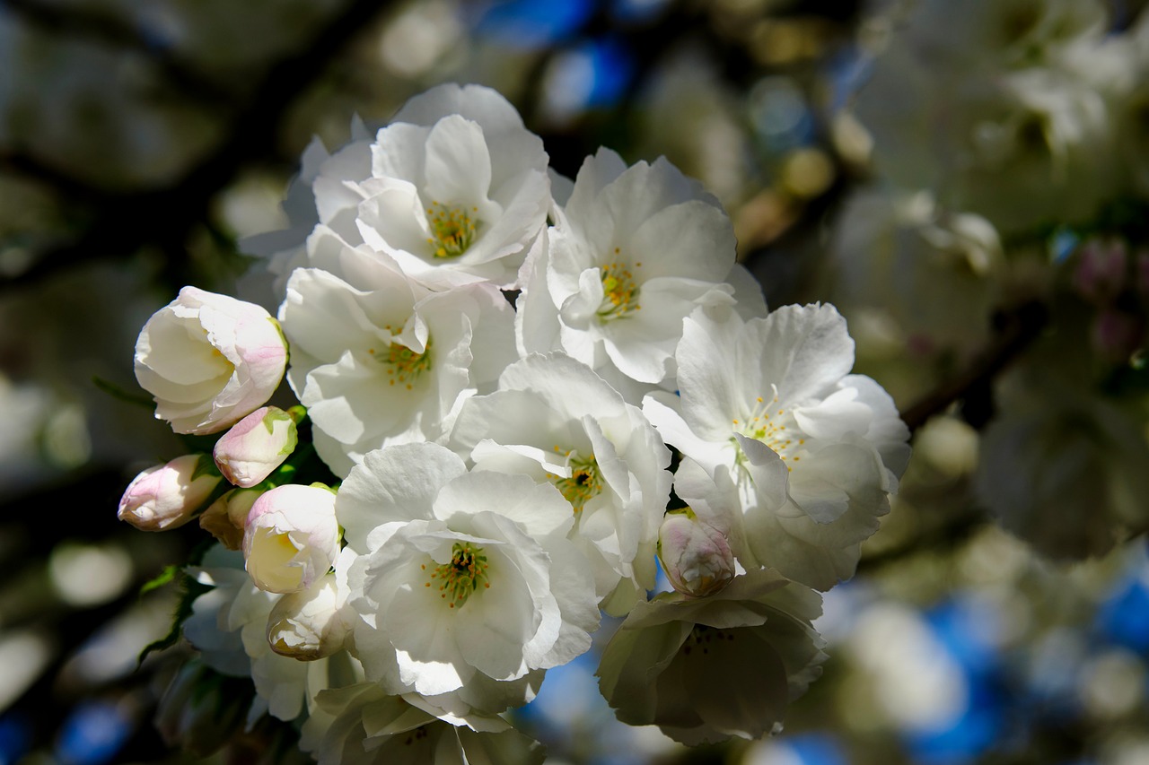 Spring Nature Bloom - Free photo on Pixabay