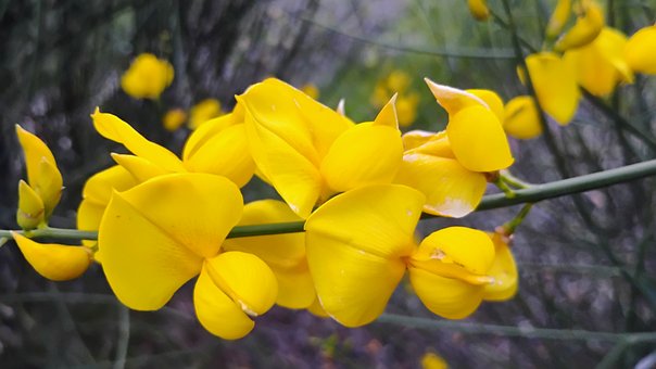 Natuur, Bezem, Bloemen, De Lente, Plant