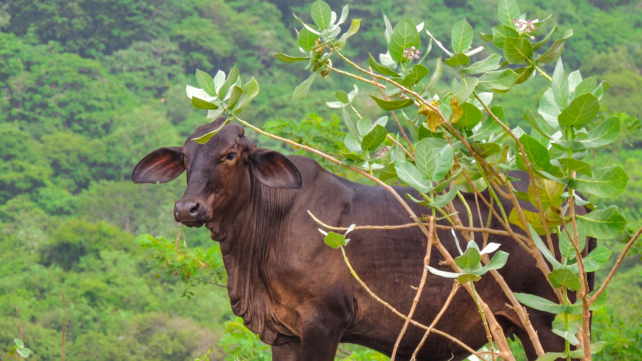 Cattle Cow Livestock Tropical - Free photo on Pixabay