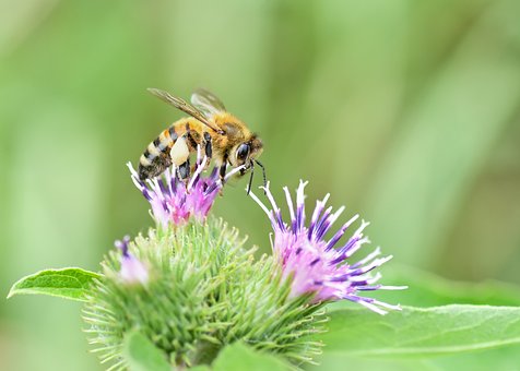 Free Bee Insect photo and picture