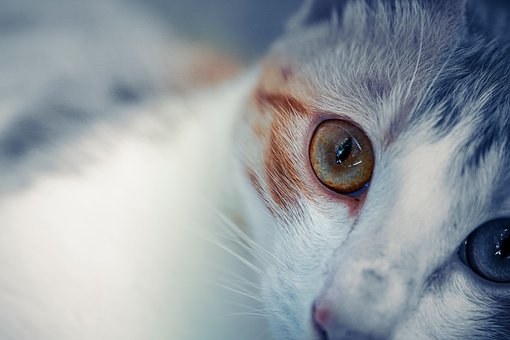 Free Ai Generated Cat illustration and picture